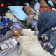 Jelang Hari Bhayangkara ke-80, Polresta Sidoarjo Gelar Donor Darah