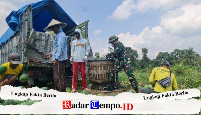 Pemanfaatan Lahan Kompi Produksi Kodim 0808/Blitar di Srengat Sukses Panen 10 Ton Semangka