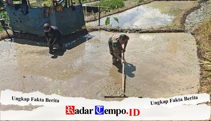 Sinergi Ketahanan Pangan, Babinsa Selorejo Turun Ke Sawah Bantu Warga Siapkan Lahan Padi