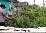 Bhabinkamtibmas Desa Pungging Tinjau Tanaman Cabe Kecil, Dukung Ketahanan Pangan Nasional