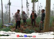 Bhabinkamtibmas Polsek Tosari Pantau Lahan Bawang Prei, Dukung Program Ketahanan Pangan Nasional