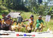 Polres Pacitan Genjot Produktivitas Jagung di Bandar, Dampingi Petani dan Evaluasi Kualitas Benih