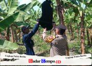Polsek Rembang Pantau Pekarangan Pangan Bergizi Pisang Cavendish, Dukung Ketahanan Pangan Nasional