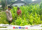 Polisi Turun ke Lahan Jagung, Dampingi Warga Kelola Pertanian
