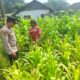 Polisi Turun ke Lahan Jagung, Dampingi Warga Kelola Pertanian