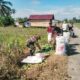 Babinsa Koramil 1002-04/Labuan Amas Selatan Bantu Petani Panen Mentimun, Wujud Nyata Pendampingan kepada Masyarakat