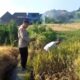 Bhabinkamtibmas Polsek Prigen Bersama Petani Rawat Lahan Padi Dukung Ketahanan Pangan Nasional