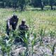 Bhabinkamtibmas Polsek Nongkojajar Tinjau Lahan Jagung P2B, Dukung Asta Cita Ketahanan Pangan