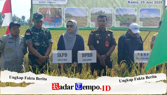 Pasiter Kodim 1208/Sambas Dampingi Wakil Bupati Sambas Hadiri Panen Padi di Desa Gelik