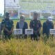Pasiter Kodim 1208/Sambas Dampingi Wakil Bupati Sambas Hadiri Panen Padi di Desa Gelik