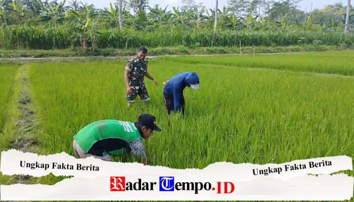 Optimalkan Pertumbuhan padi, Babinsa Ngembul Bantu Petani Bersihkan Rumput Liar