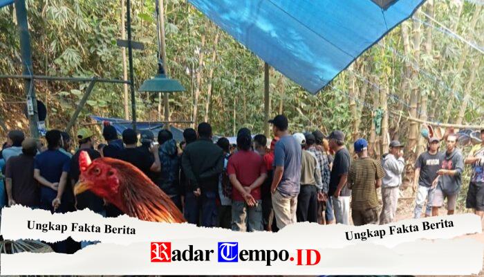 VIRAL, Diduga Aktivitas Judi Sabung Ayam, Masih Marak di Pakis, Kabupaten Malang, Warga Resah Minta Aparat Bertindak Tegas