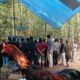 VIRAL, Diduga Aktivitas Judi Sabung Ayam, Masih Marak di Pakis, Kabupaten Malang, Warga Resah Minta Aparat Bertindak Tegas