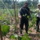Gugus Tugas Ketahanan Pangan Polsek Rembang Pantau Lahan Gambas Milik Petani Binaan