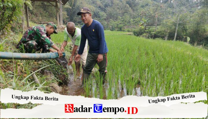 Antisipasi Kekeringan, Babinsa Sidomulyo Sertu Krida Dwi Bantu Pengairan Sawah Gunakan Pompa Air