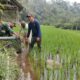 Antisipasi Kekeringan, Babinsa Sidomulyo Sertu Krida Dwi Bantu Pengairan Sawah Gunakan Pompa Air