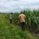 Bhabinkamtibmas Sukorejo Dampingi Petani Pantau Pertumbuhan Jagung