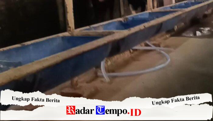 Terkuak! Dugaan Praktik Penggelonggongan Sapi di Gresik, Pemilik Akui Bobot Ditambah Sebelum Dipotong