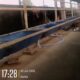 Terkuak! Dugaan Praktik Penggelonggongan Sapi di Gresik, Pemilik Akui Bobot Ditambah Sebelum Dipotong