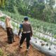 Inspiratif, Begini Cara Polsek Nongkojajar Dukung Ketahanan Pangan