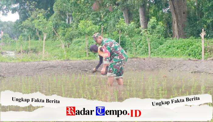 Jaga Kualitas Padi, Koptu Eka Hendarwanto Bantu Petani Bersihkan Hama Keong Dan Gulma Sawah