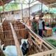 Akrab Dengan Warga Binaan, Babinsa Koramil 03/Tebas Gelar Komsos Bersama Peternak Kambing
