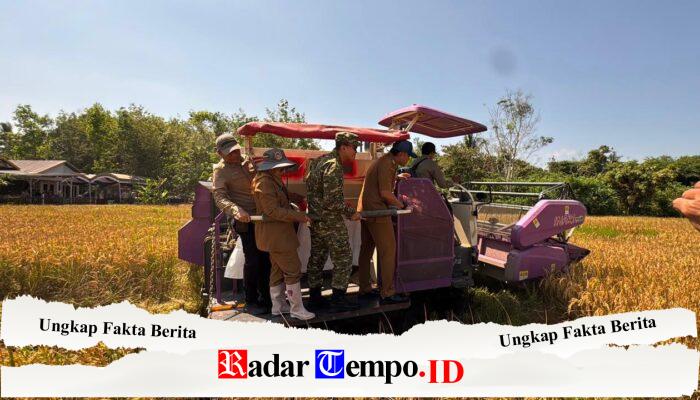 Dandim 1009/Tanah Laut Bersama Bupati Panen Padi Serentak Se-Kabupaten di Desa Maluka Baulin