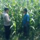 Bhabinkamtibmas Polsek Nongkojajar Dampingi Petani Jagung di Desa Pungging, Perkuat Ketahanan Pangan Nasional