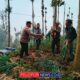 Polsek Tosari Dampingi Petani Bawang, Wujudkan Ketahanan Pangan di Lereng Bromo