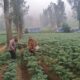 Bhabinkamtibmas Polsek Tosari Intensif Dampingi Petani Kentang Dukung Ketahanan Pangan Nasional