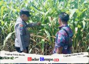 Bhabinkamtibmas Polsek Sukorejo Dorong Petani Optimalkan Lahan Produktif