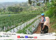 Bhabinkamtibmas Sambangi Lahan Cabai, Dukung Ketahanan Pangan Bersama Warga