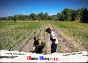 Tanaman Jagung di Siyar Tumbuh Baik, Bhabinkamtibmas Dukung Ketahanan Pangan Bersama Warga