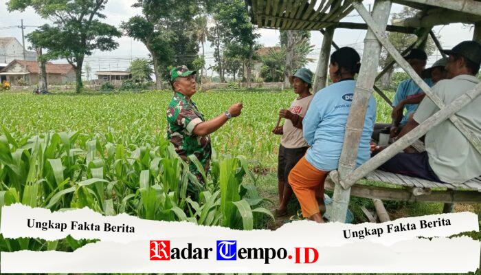 Optimalkan Hasil Panen, Serma Yuda Indra Gelar Komsos Budidaya Jagung Bersama Poktan Margo Utomo