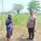Bhabinkamtibmas Polsek Sukorejo Dorong Ketahanan Pangan Melalui Pemantauan Tanaman Jagung di Desa Lecari