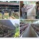 Babinsa HST Dorong Ketahanan Pangan Lewat Pendampingan Peternak Ayam Petelur