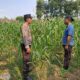 Pantau Tanaman Jagung di Pohgading, Bhabinkamtibmas Perkuat Sinergi Ketahanan Pangan