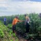 Pantau Jagung di Gempeng, Bhabinkamtibmas Perkuat Pendampingan Kelompok Tani