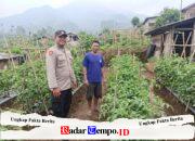 Bhabinkamtibmas Polsek Nongkojajar Dampingi Warga Pantau Tanaman Tomat Dukung Program Ketahanan Pangan Nasional