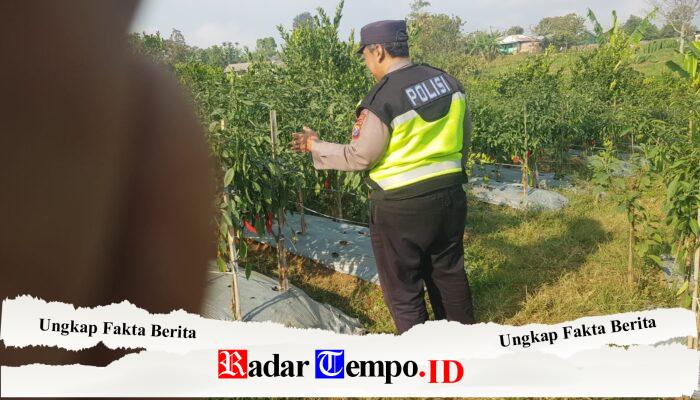 Polsek Nongkojajar Dukung Budidaya Cabai di Pungging untuk Sukseskan Ketahanan Pangan