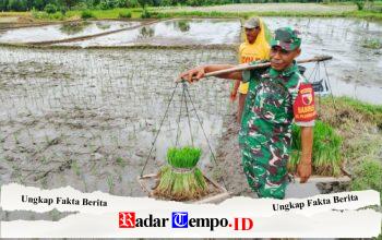 Dukung Ketahanan Pangan, Babinsa Koramil Doko Dampingi Petani Tanam Padi di Desa Plumbagan
