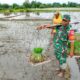 Dukung Ketahanan Pangan, Babinsa Koramil Doko Dampingi Petani Tanam Padi di Desa Plumbagan