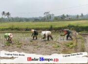 Dukung Ketahanan Pangan, Serka Abdul Salam Turun ke Sawah Bantu Petani Tanam Padi Di Ngadirenggo