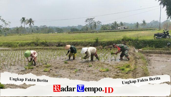 Dukung Ketahanan Pangan, Serka Abdul Salam Turun ke Sawah Bantu Petani Tanam Padi Di Ngadirenggo