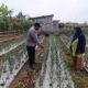 Polri Dampingi Program Pekarangan Pangan Bergizi di Desa Pungging