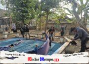 Respons Cepat Aduan Warga, Polres Nganjuk Bongkar Dua Lokasi Sabung Ayam