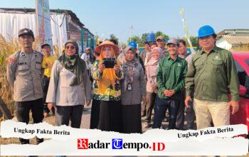 Panen Jagung Bantuan Pemerintah di Sambisirah Kenalkan Modernisasi Pertanian