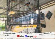 Polsek Cerme Ungkap Pencurian Burung Murai Batu, Pelaku Diduga Beraksi di 4 TKP