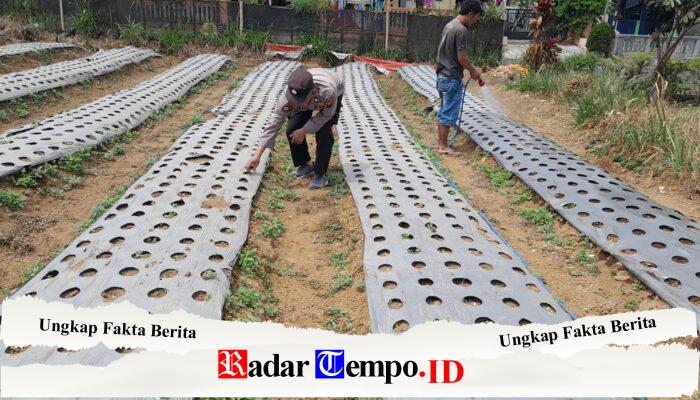 Polsek Nongkojajar Dukung Budidaya Bawang Putih di Tlogosari untuk Perkuat Ketahanan Pangan