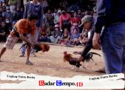 Sabung Ayam Diduga Marak di Kedungrejo, Warga Pertanyakan Sikap Aparat